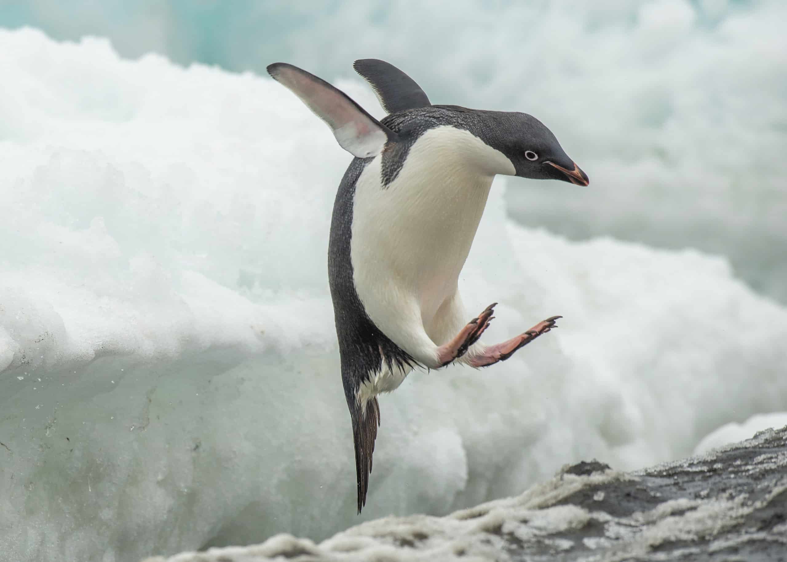 Penguin image test